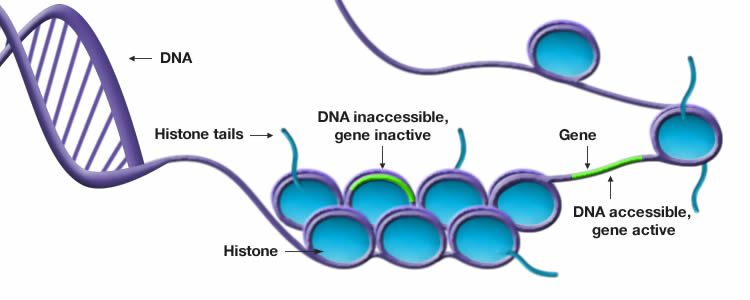 epigenetic alterations