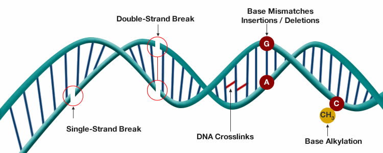 genomic instability