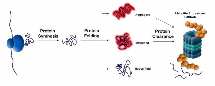 loss of proteostasis