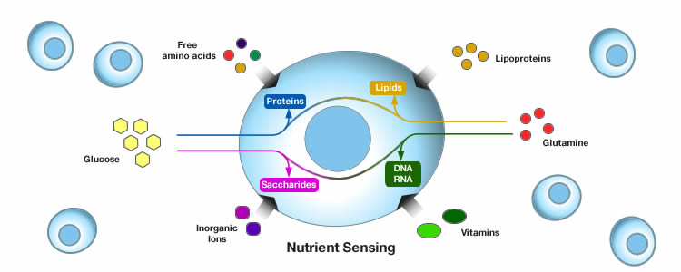 nutrient sensing